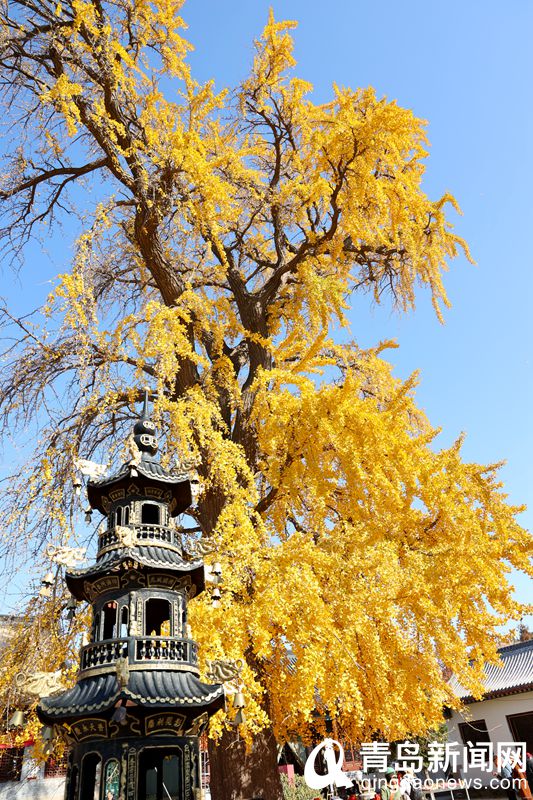 城阳法海寺一种别样景致 银杏树叶飘落满地如金黄色地毯