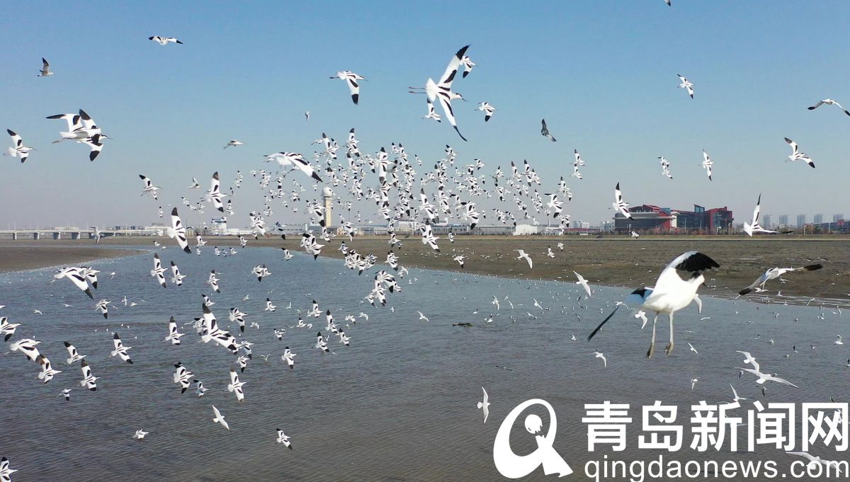 白沙河胶州湾入海口迎来“鸟浪” 上千只候鸟到滩涂上觅食