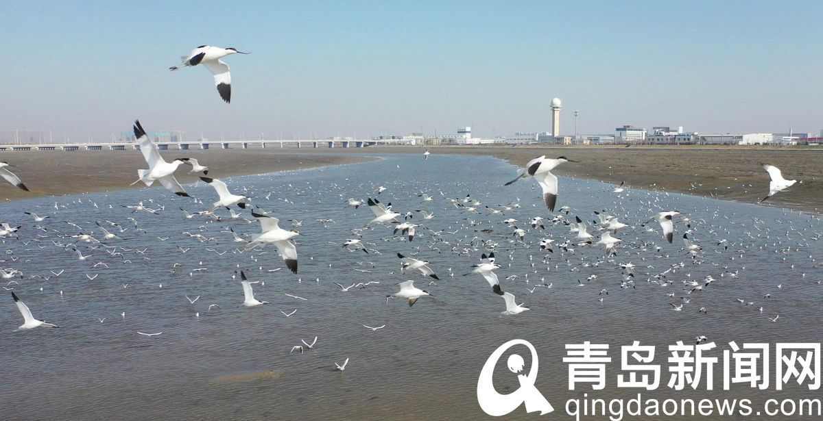 白沙河胶州湾入海口迎来“鸟浪” 上千只候鸟到滩涂上觅食