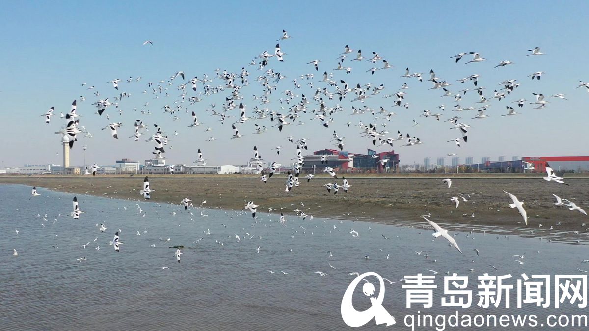 白沙河胶州湾入海口迎来“鸟浪” 上千只候鸟到滩涂上觅食