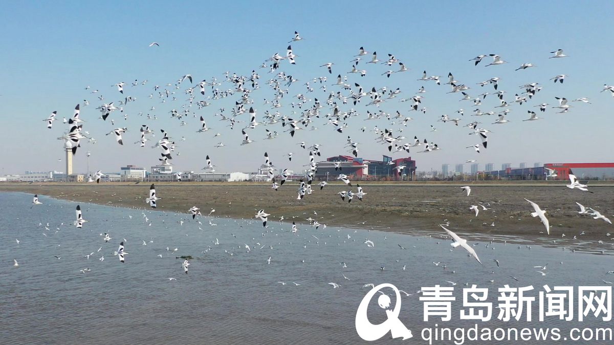 白沙河胶州湾入海口迎来“鸟浪” 上千只候鸟到滩涂上觅食