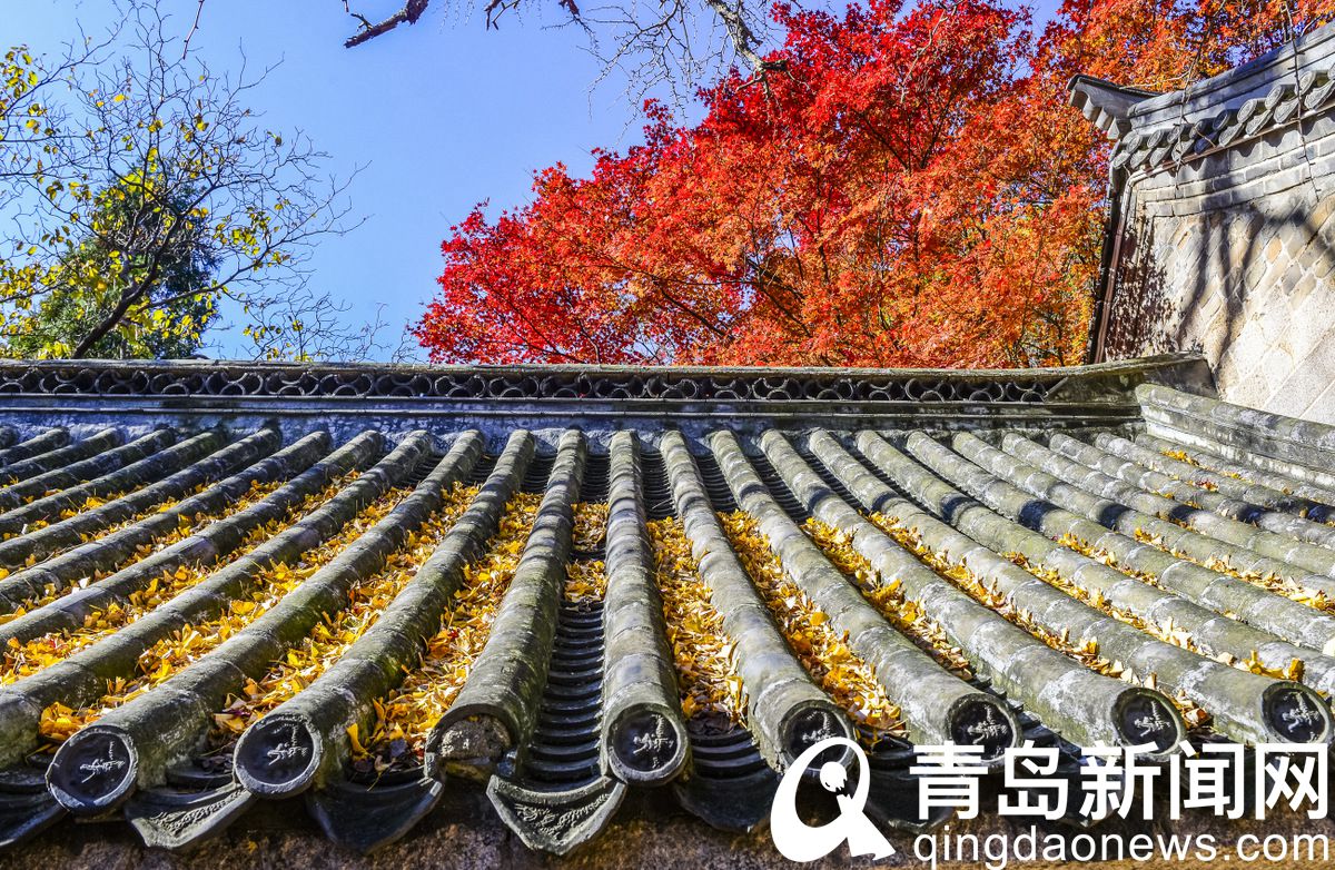 欣赏冬天里的秋天 崂山太清宫枫叶正红