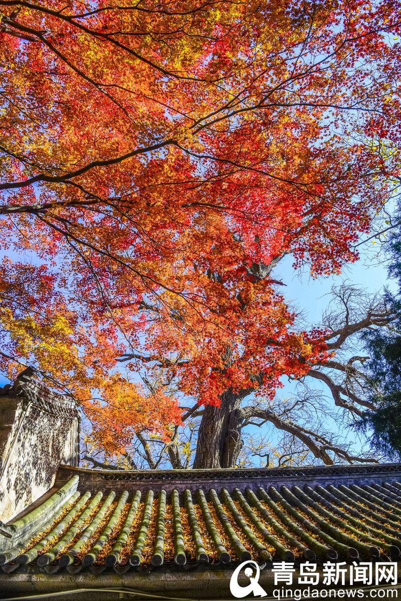 欣赏冬天里的秋天 崂山太清宫枫叶正红