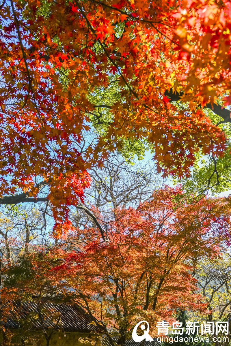 欣赏冬天里的秋天 崂山太清宫枫叶正红