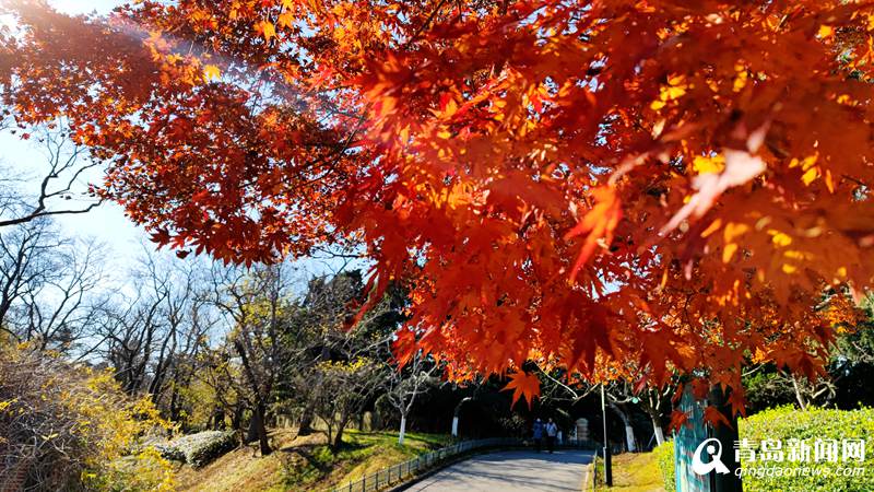 初冬枫叶红似火 青岛中山公园美成了这样