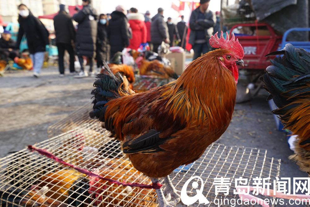 实拍腊月里的泊里大集 乡愁更在年味中