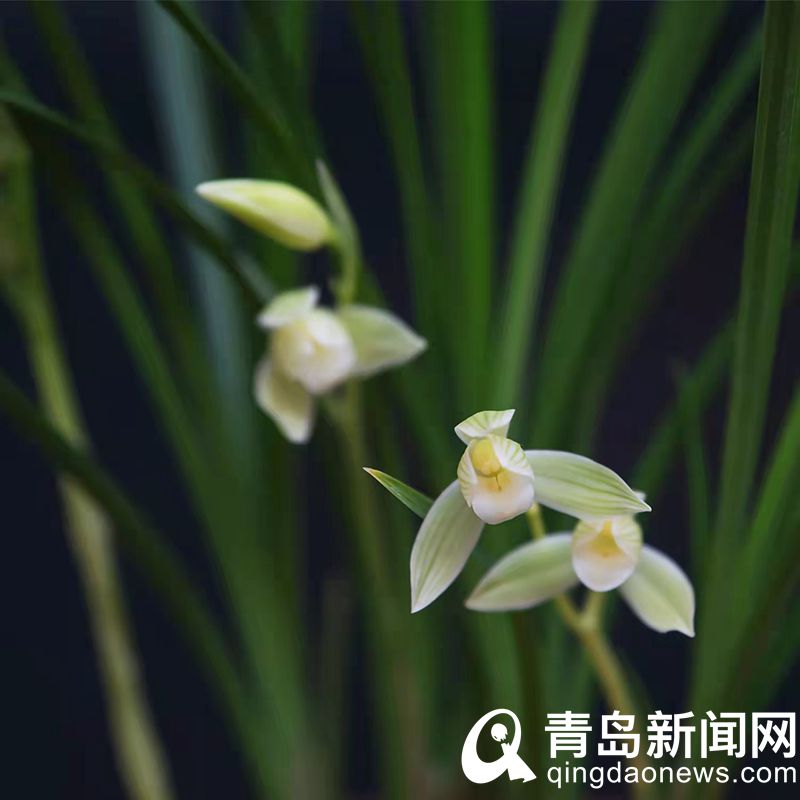 青岛市美术馆第十四届赏兰展开幕