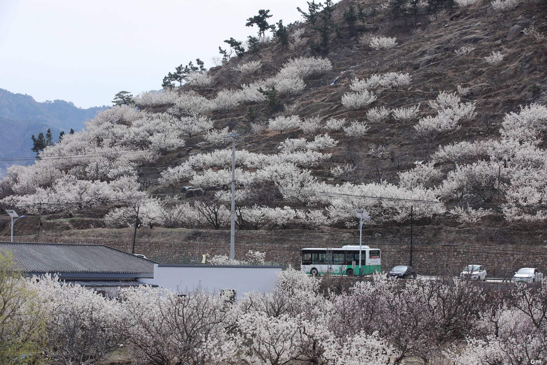 坐上赏花“专列”，漫游中国最美休闲乡村