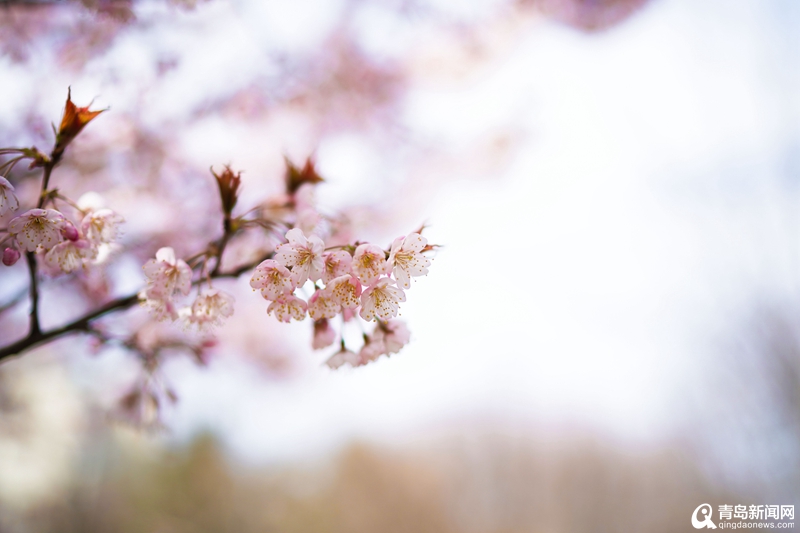 ＂花海市南 樱你而来＂市南区樱花彩绘景观诗意迎春