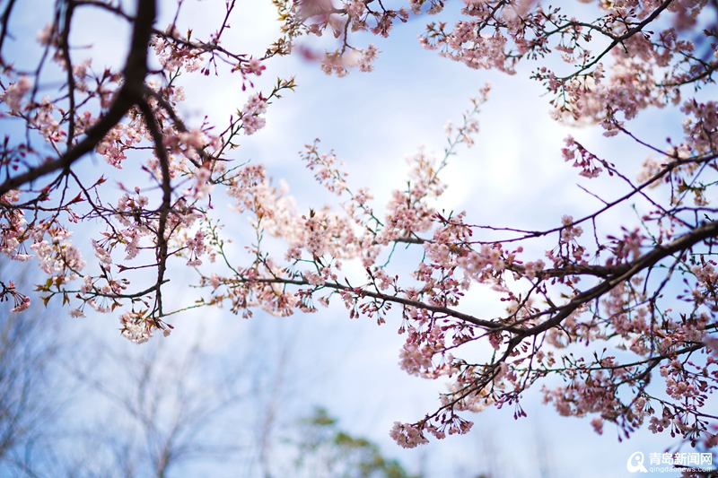 ＂花海市南 樱你而来＂市南区樱花彩绘景观诗意迎春