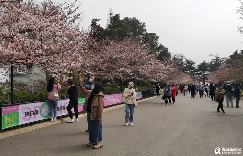 中山公园樱花已开 青岛樱花季正式开启