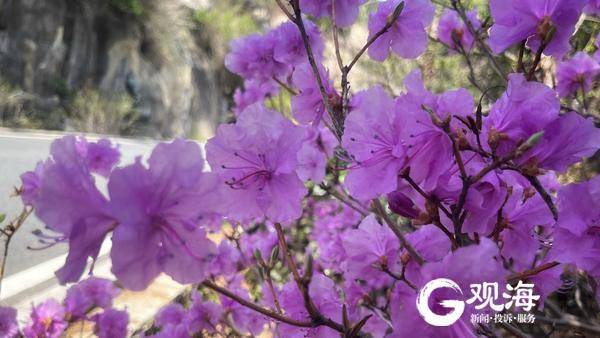 赏花正当时，巨峰映山红迎春开