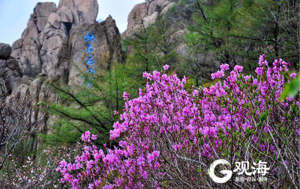 赏花正当时，巨峰映山红迎春开