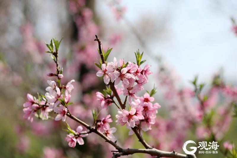 春暖花盛开，李村河怎一个美字了得