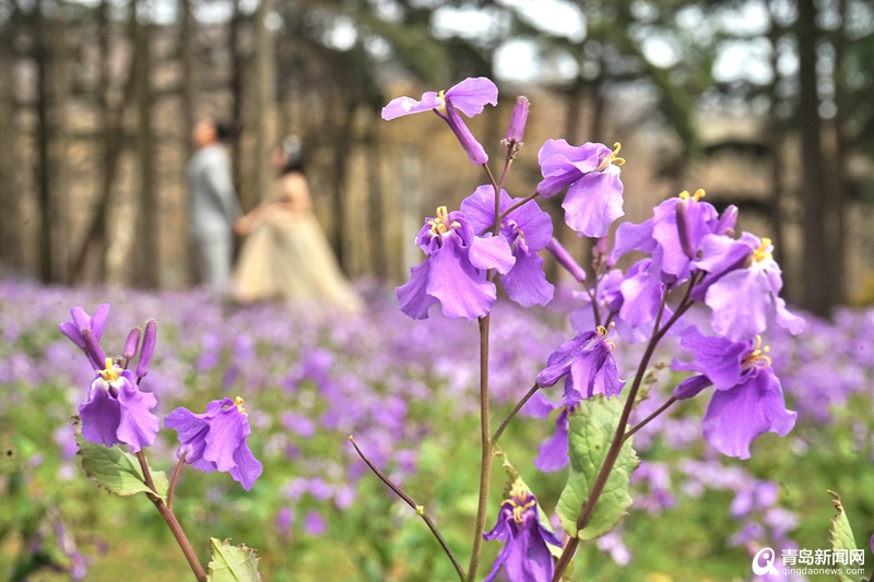 青岛百花苑里2000平＂紫色花海＂惊艳亮相！春色满园惹人爱