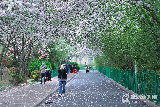 海棠花开引客来 青岛这条“网红”海棠路迎来最佳赏花期