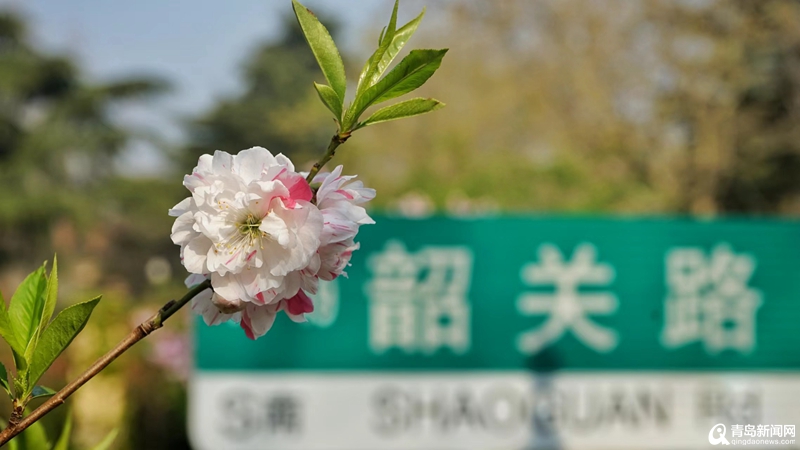 海棠、碧桃绽放扮靓花路 青岛八大关迎来赏花季