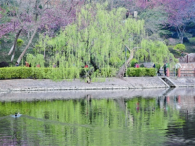 山头公园，正在青岛葳蕤生长