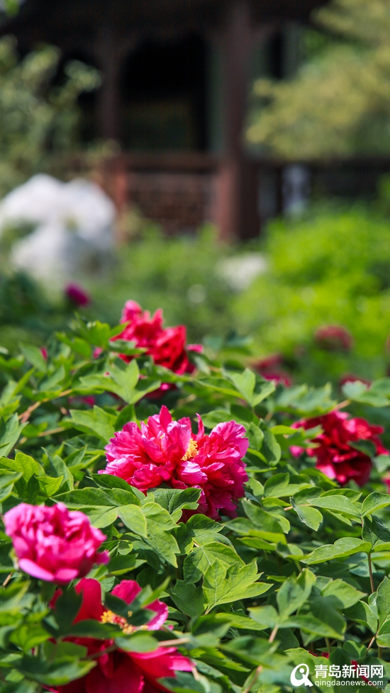 牡丹花迎来盛花期 城阳国学公园里探访＂春之青岛＂