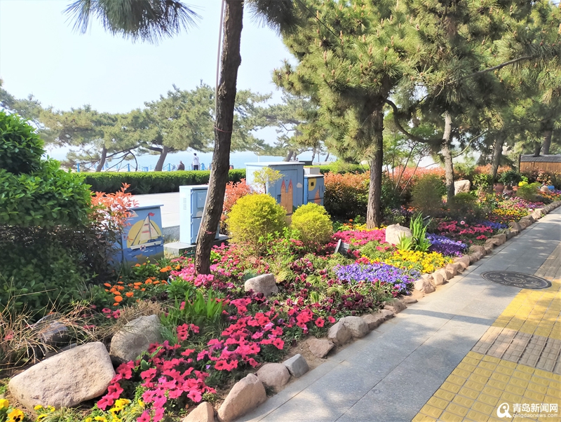 面朝大海春暖花开 青岛栈桥鲜花盛开喜迎＂五一＂假期