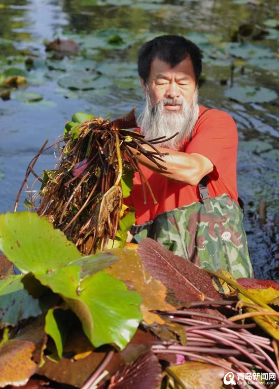 青岛大胡子老头20年与莲为伴 他拍的荷花大片仙气飘飘!