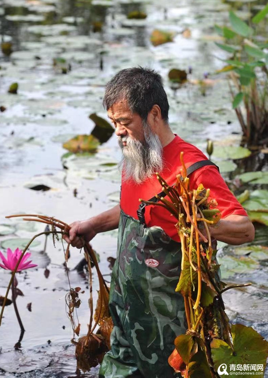 青岛大胡子老头20年与莲为伴 他拍的荷花大片仙气飘飘!