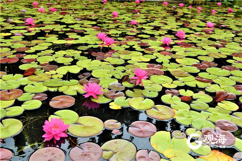 芙蕖绿叶映池光！世博园夏日荷花美如画