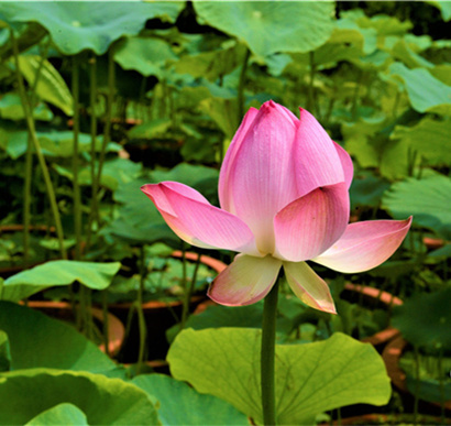 <b>芙蕖绿叶映池光！世博园夏日荷花美如画</b>