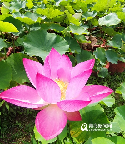 青岛第二届荷花节下周开幕 两朵荷花邀您给起名