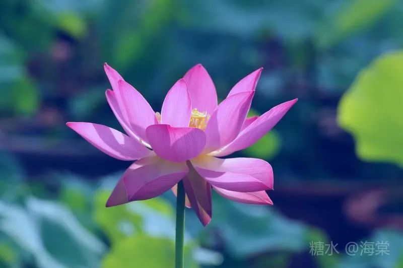 <b>荷花节在青岛世博园睡莲园区举办 两个新品有了名字</b>