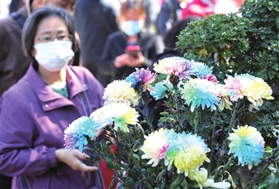 青岛菊展共展出菊花150余种 七彩菊让市民大饱眼福