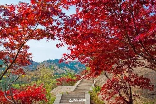 “第五届崂山红叶节”启幕 崂山风景区限流开放