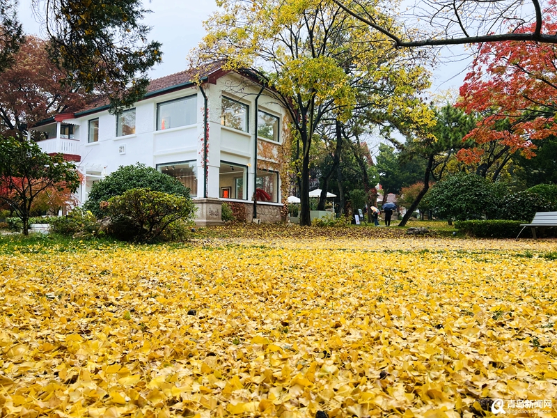 颜值爆表！青岛这里的深秋美得像童话