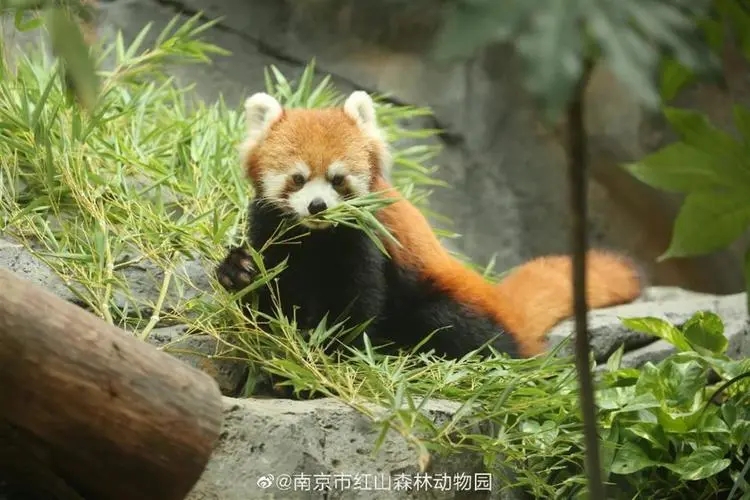 直播镜头下的动物园：“云认养”是解燃眉之急？