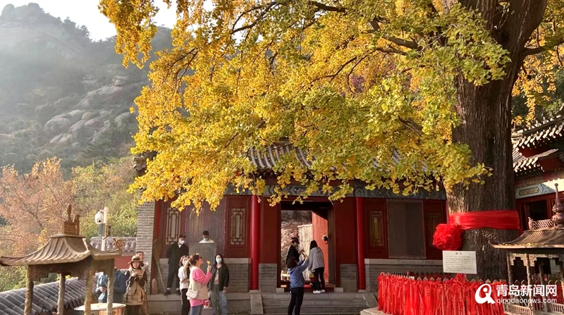 惊艳了时光！岛城这颗千年银杏树等你去打卡