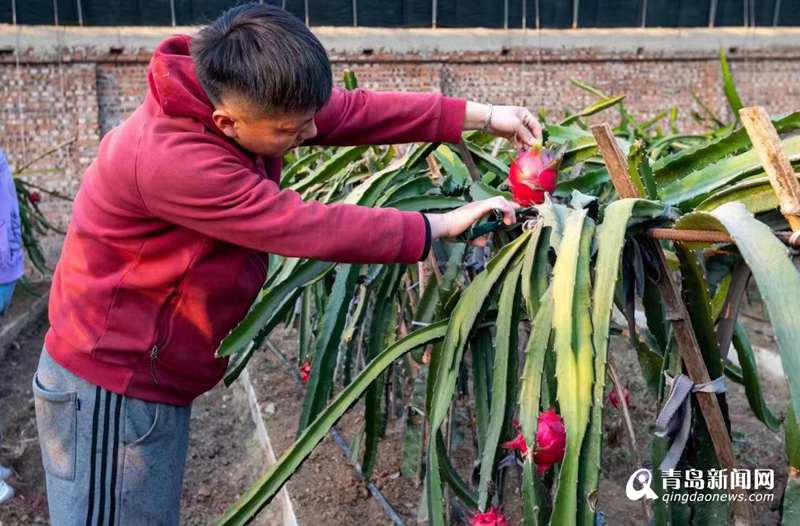 青岛即墨：特色产业链式发展 ＂桃源稻乡＂绘就乡村振兴新画卷