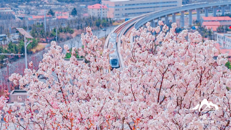 第一波花开啦！2023崂山赏花地图上线