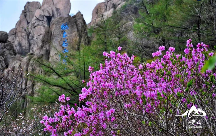 第一波花开啦！2023崂山赏花地图上线