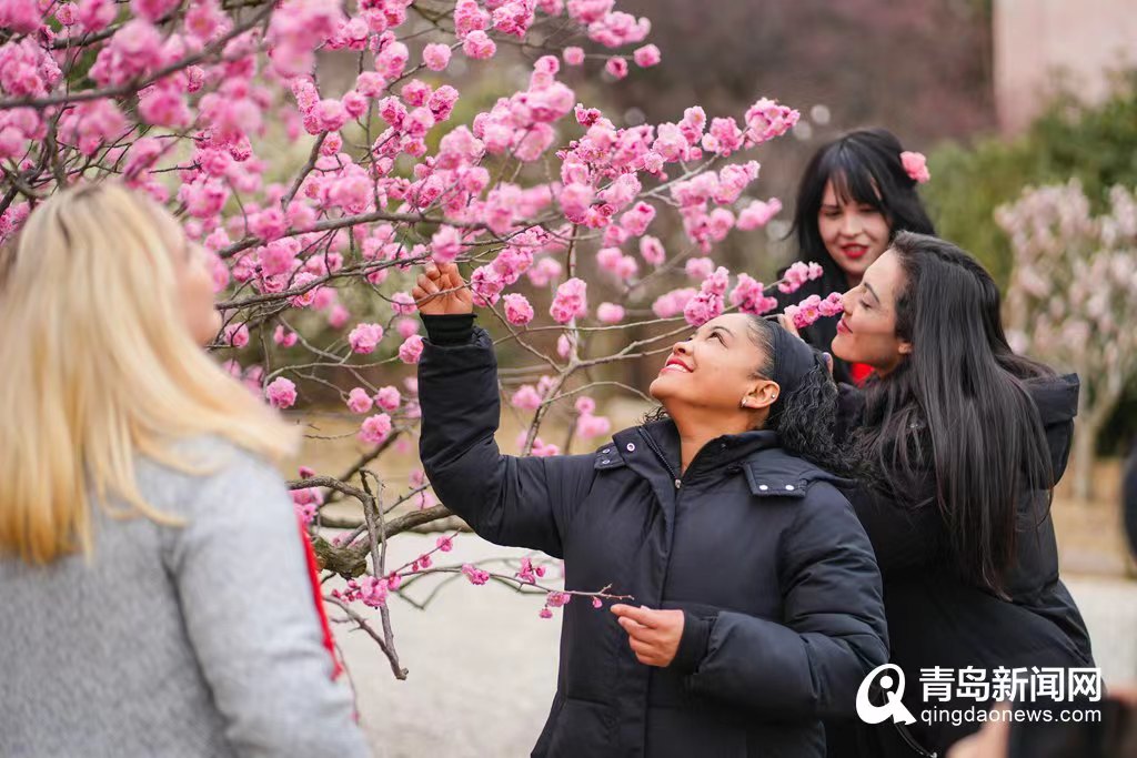 相约省旅发大会|花开青岛春意盎然 老城春花喜迎大会！