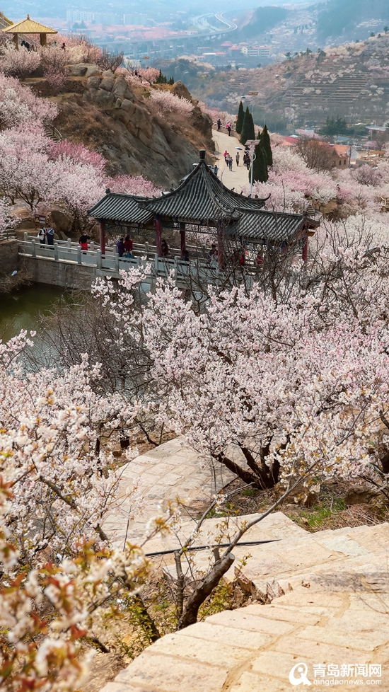 相约省旅发大会|花开青岛春意盎然 老城春花喜迎大会！