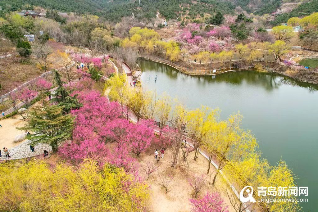 相约省旅发大会|花开青岛春意盎然 老城春花喜迎大会！