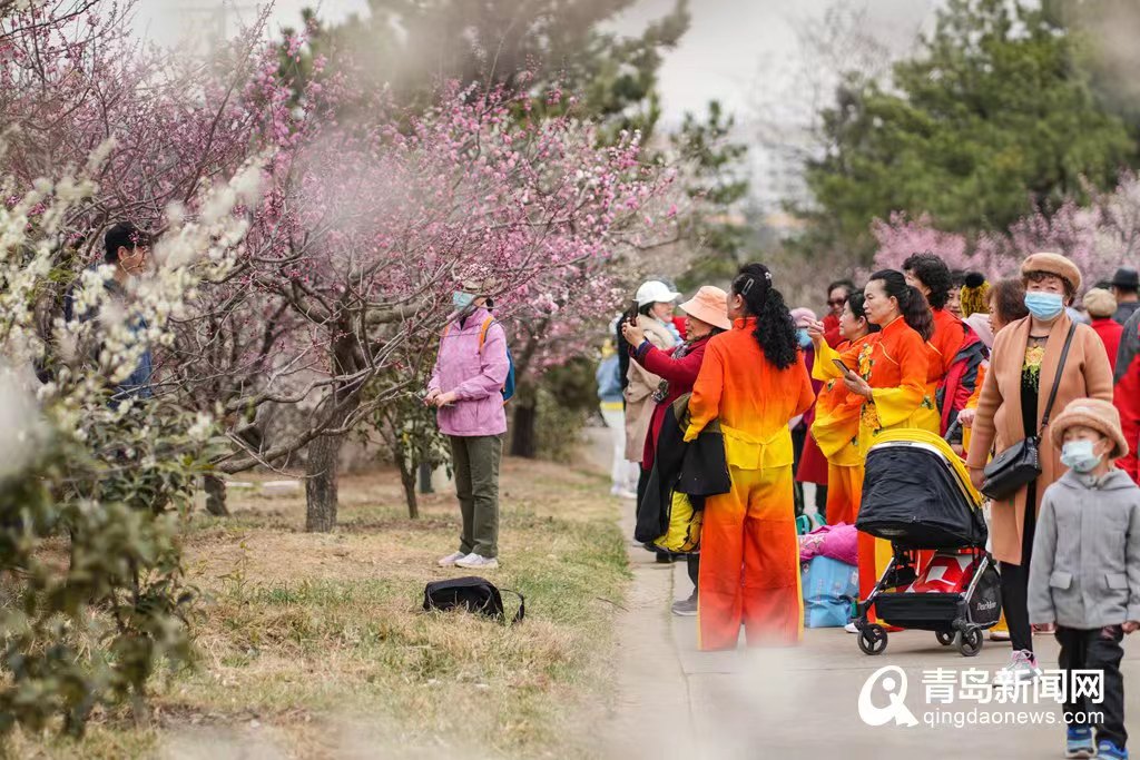 相约省旅发大会|花开青岛春意盎然 老城春花喜迎大会！