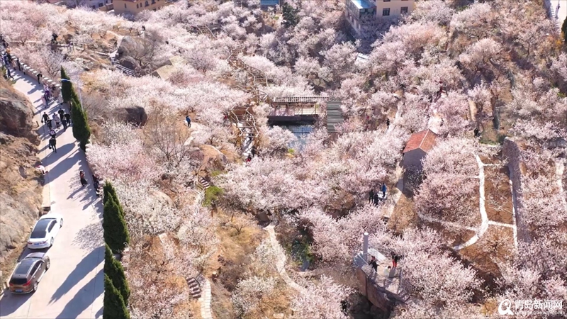 相约省旅发大会|花开青岛春意盎然 老城春花喜迎大会！
