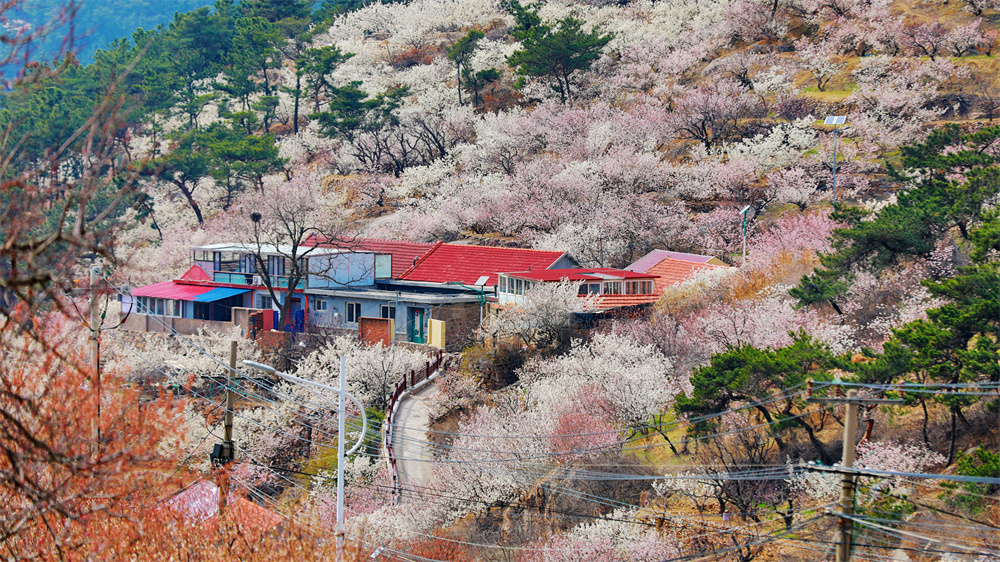 <b>推出八大旅游板块 青岛城阳山色峪樱桃花季将于3月24日启动</b>