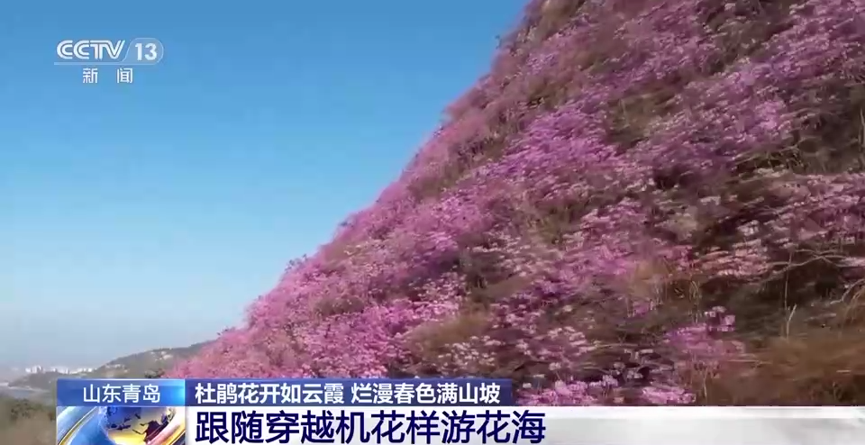 央媒看青岛 | 青岛大珠山：杜鹃花“三姐妹”接力出场 扮靓浪漫春天