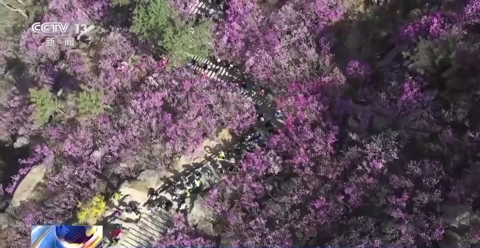 央媒看青岛 | 青岛大珠山：杜鹃花“三姐妹”接力出场 扮靓浪漫春天