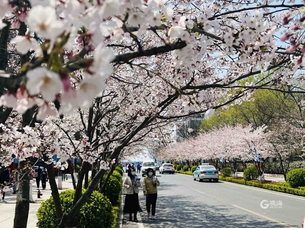 <b>青岛这处热门景点竟藏着一条“樱花大道”</b>
