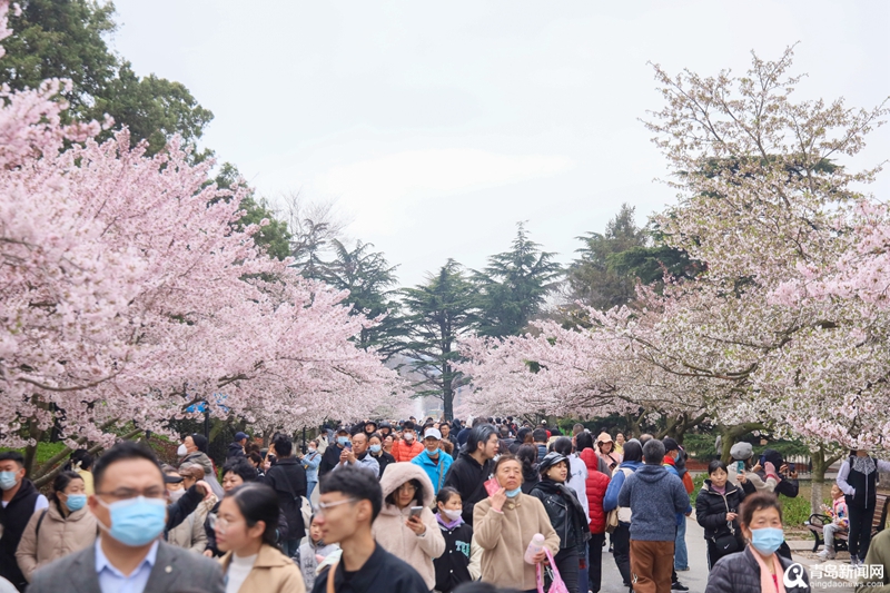 中山公园樱花已盛放！快看，青岛的粉色花海