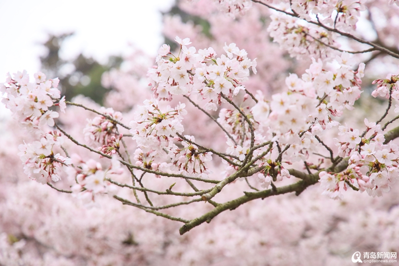 中山公园樱花已盛放！快看，青岛的粉色花海