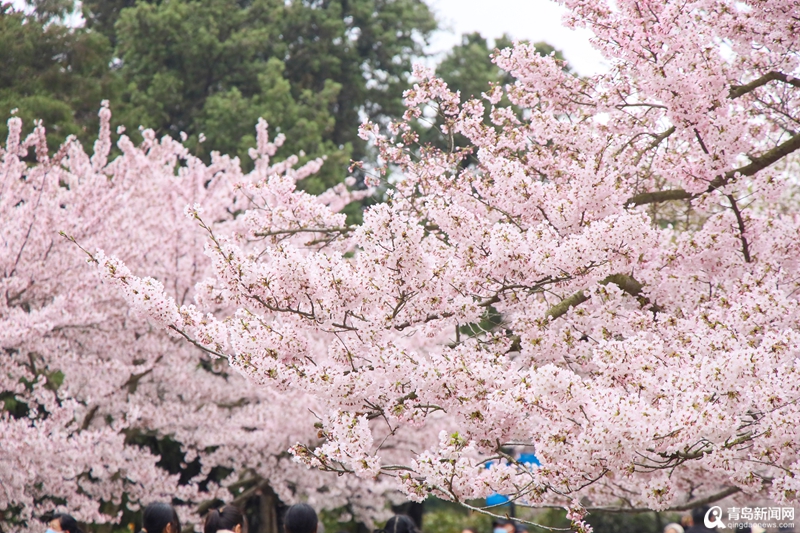 中山公园樱花已盛放！快看，青岛的粉色花海